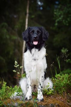 a black and white dog sitting in the woods