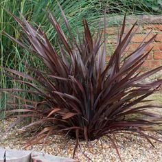 a purple plant sitting in the middle of a graveled area next to a brick wall