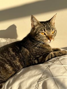 a cat laying on top of a bed next to a white wall and window sill