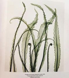 an image of some plants that are in the water with green leaves on it's stems