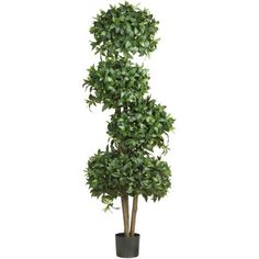 a tall potted plant with green leaves on it's top and bottom, in front of a white background