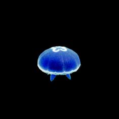 a blue jellyfish floating in the dark water