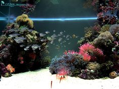 an aquarium filled with lots of different types of corals and sea creatures in it