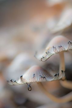 some small white mushrooms with black dots on them