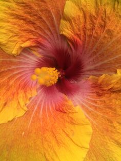 an orange and yellow flower with red stamens on it's middle petale