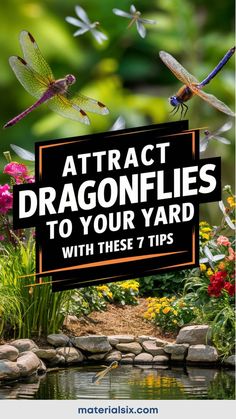 Attract dragonflies to your yard with these 7 tips, surrounded by images of dragonflies above a garden pond. Attract Dragonflies, Meadow Sage, Beautiful Insects, Swamp Milkweed, Relaxing Backyard, Water Source, The Bug, Backyard Inspiration, Diy Garden Projects