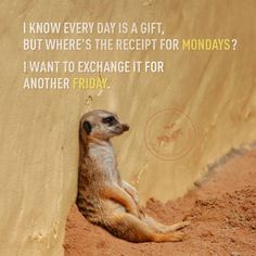 a meerkat leaning against a wall with the words i know every day is a gift but where's the receipt for monday? i want to exchange it for another friday