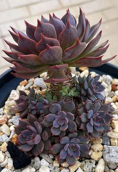 a potted plant is sitting on some rocks