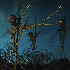 three dead birds perched on branches in the night sky