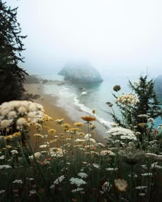 wildflowers and other flowers on the shore of a body of water