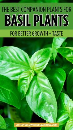 basil plants with text overlay that says the best companion plants for basil plants for better growth and taste