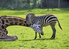 two zebras and a giraffe are standing in the grass near each other