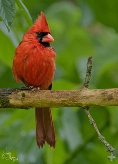 a red bird sitting on top of a tree branch in front of green leaves and branches