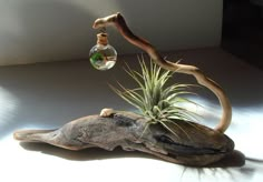 an air plant sitting on top of a piece of driftwood next to a light bulb