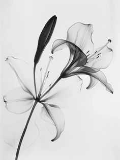 a black and white photo of a flower