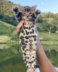 a person holding a small kitten up to the camera with mountains in the back ground