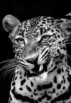 a black and white photo of a leopard's face with it's mouth open