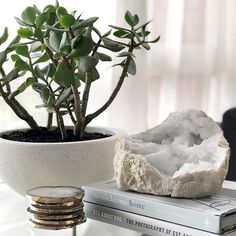 a potted plant sitting on top of a table next to books and a rock