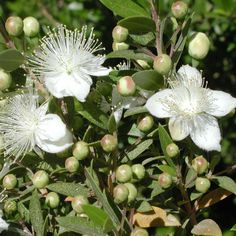 some white flowers and green leaves on a tree