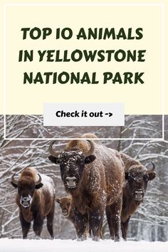 the top 10 animals in yellowstone national park check it out - click to see them