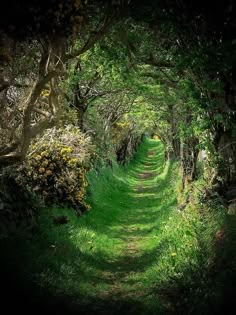 an image of a path in the woods that is very dark and green with grass on both sides