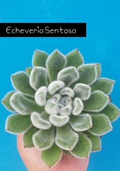 a hand holding a small green plant with white flowers on it's head and the words, geceveraia sentosa