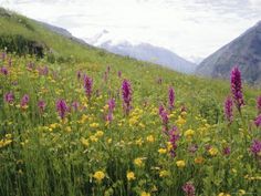 wildflowers blooming on the side of a grassy hill in the mountainside