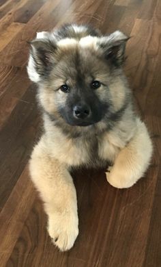 a puppy is sitting on the floor and looking at the camera with one paw up