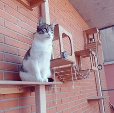 a cat sitting on top of a wooden shelf next to a brick wall with shelves