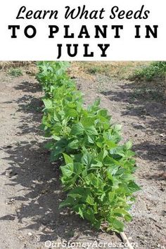 a row of plants growing in the dirt with text overlay that reads learn what seeds to plant in july