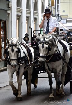 two white horses pulling a carriage with a man on the back talking on a cell phone