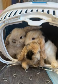 two small rabbits are sitting in a cage