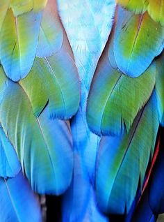 a close up view of the feathers of a colorful bird