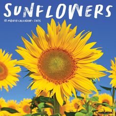 the sunflowers are blooming in front of a blue sky with white lettering