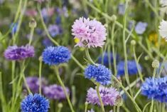 blue and white flowers are growing in the field