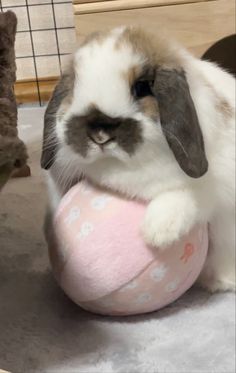 a small rabbit sitting on top of a pink ball