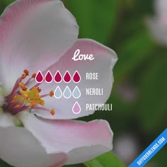 Blend Recipe: 5 drops Rose, 3 drops Neroli, 1 drop Patchouli Essential Oils Herbs, Oil Diffuser Recipes