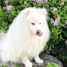 a large white dog sitting on top of a rock next to some bushes and flowers