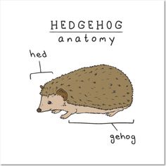 a hedgehog diagram with the words hedging and anatomy on it's side