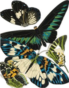 several butterflies flying in the air with their wings spread out and one is black, white,