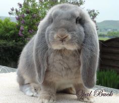 a gray rabbit sitting on top of a table