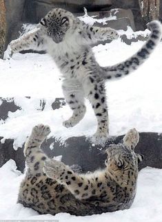 two snow leopards playing in the snow with each other and one is jumping up into the air