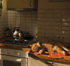 an orange cat laying on top of a towel in a kitchen next to a stove