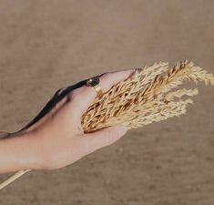 a person's hand holding a bundle of wheat