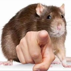 a rat is being petted by someone's hand in front of white background