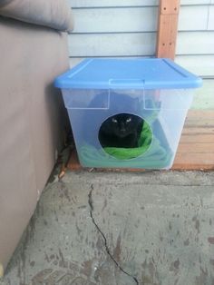 a black cat sitting in a plastic container