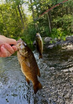 a person holding a fish in the water