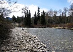 a river with rocks and trees in the background