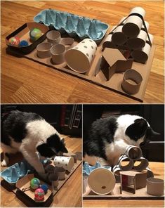 a collage of photos shows a cat playing with cups and other items on the floor