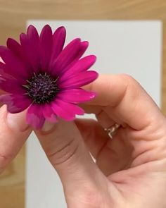 a person holding a purple flower in their hand